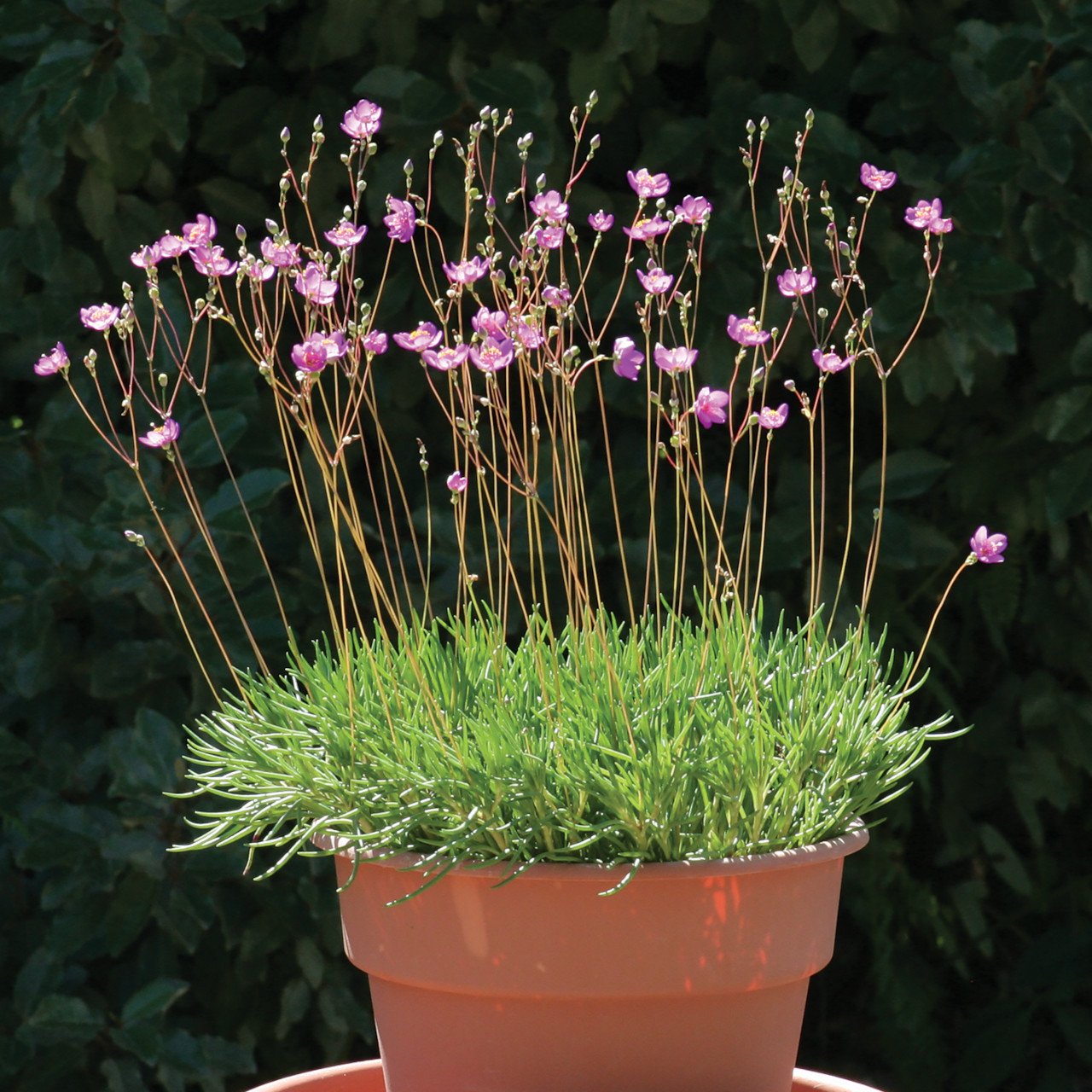 Phemeranthus calycinus (Fame Flower)
